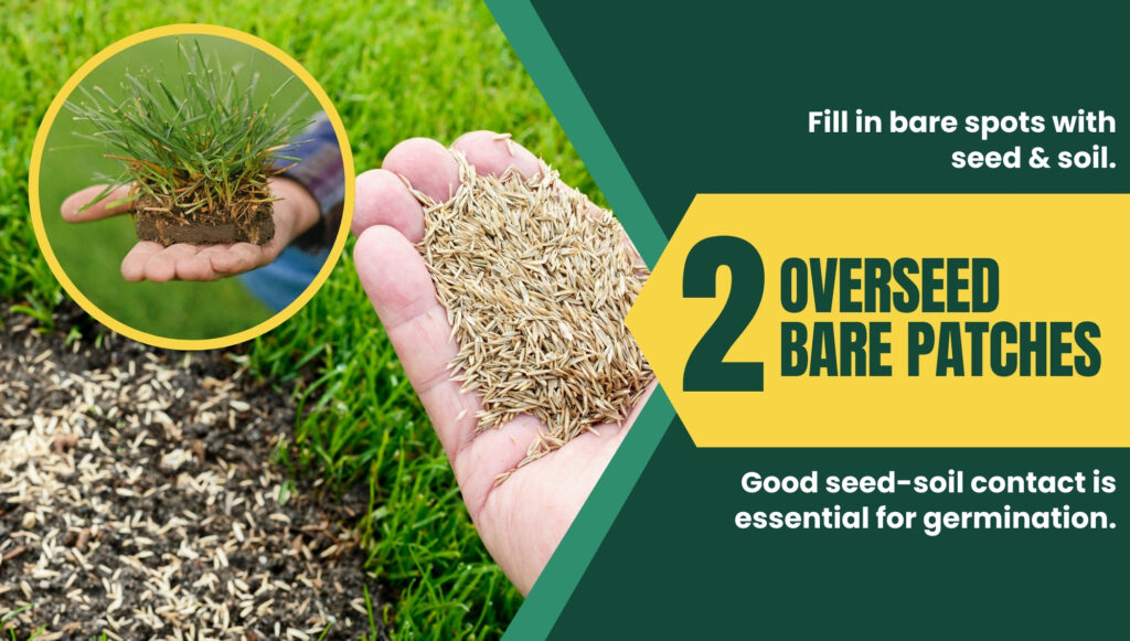 Overseed your lawn