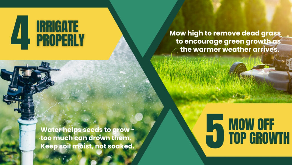 Irrigate properly and mow off top growth