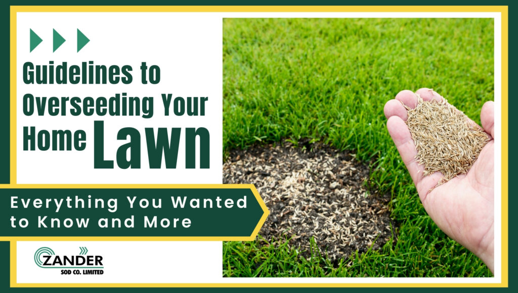 Guidelines to overseeding your home lawn
