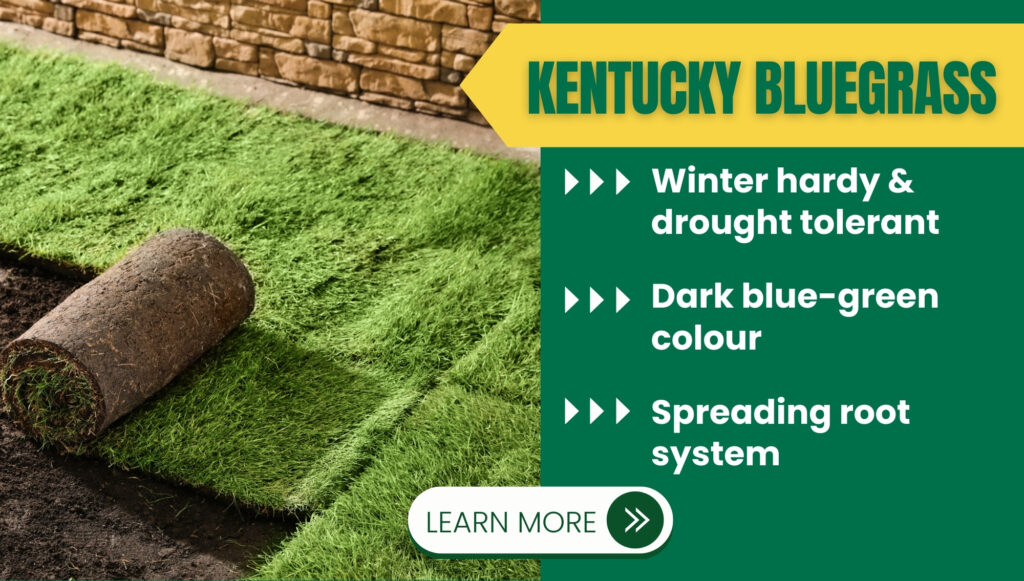 Kentucky Bluegrass and the benefites
