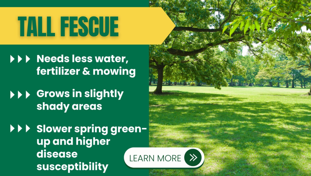Tall Fescue and the benefits