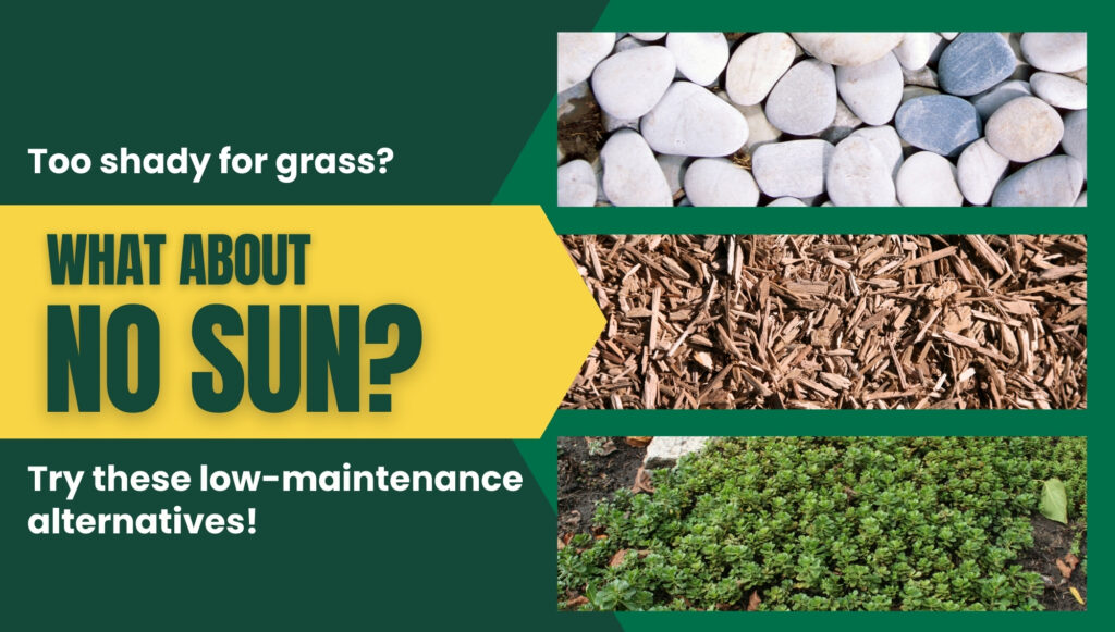 What sod is ideal for shady areas