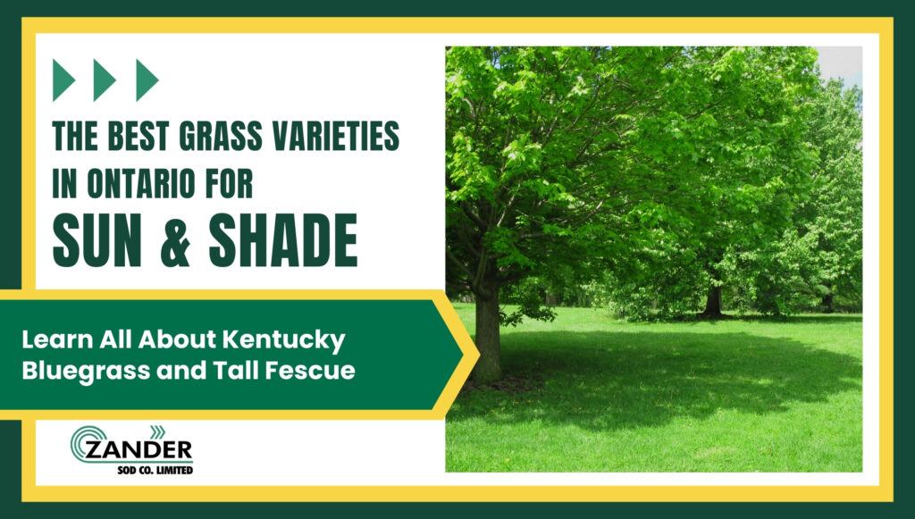 The best grass varieties in Ontario for sun and shade
