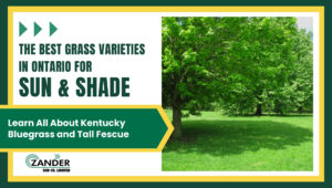 The best grass varieties in Ontario for sun and shade
