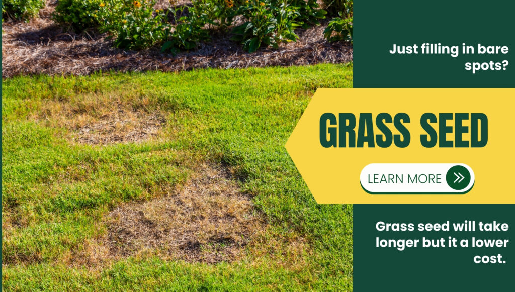 Do you use grass seed or fresh cut sod?