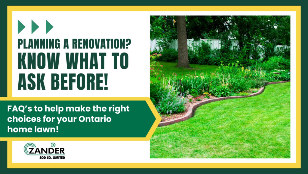 Planning a lawn renovation? What you need to know?
