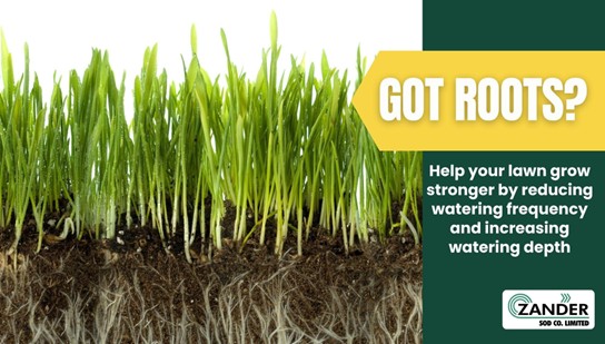 Got Roots?